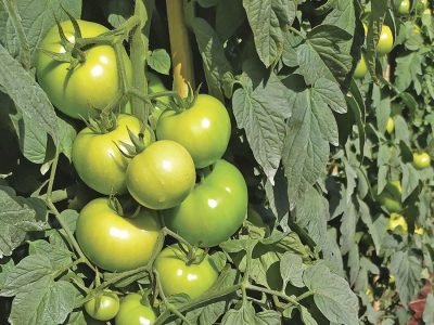 Tomate - Foto: Agristar