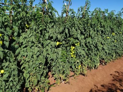 Tomate Garra F1, da linha Topseed Premium Agristar do Brasil