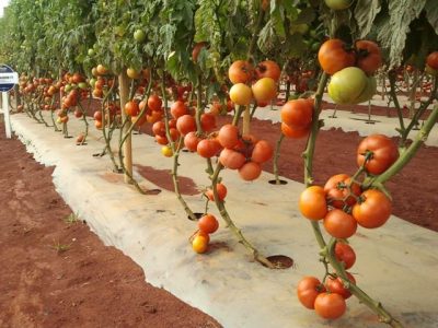 Tomate Domindor Topseed Premium - Crédito Divulgação Agristar do Brasil