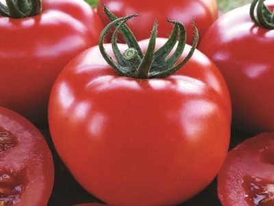 Tomate Ducatto -Créditos Agristar