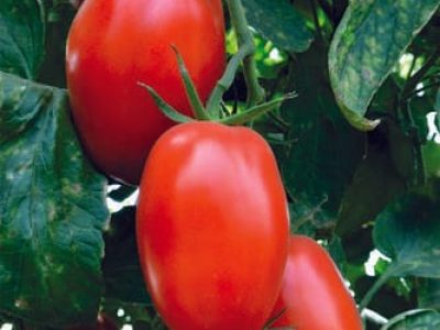 Tomate Enzo - Crédito Isla Sementes