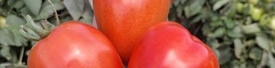 Tomate Ferrari F1, da Topseed Premium
Agristar do Brasil