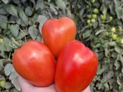 Tomate Ferrari F1, da Topseed Premium
Agristar do Brasil
