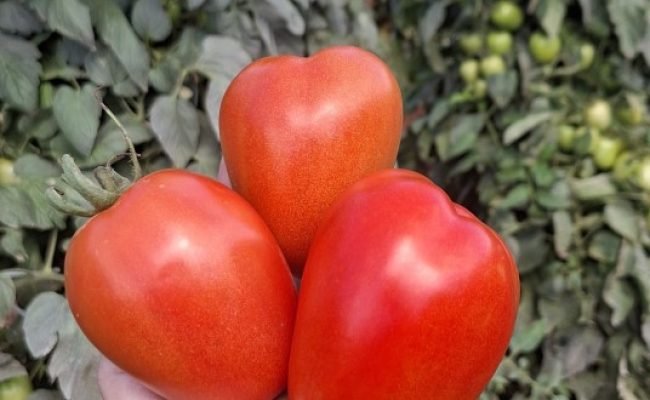 Tomate Ferrari F1, da Topseed Premium
Agristar do Brasil