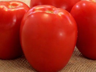 Tomate-Ferrari (Telefone)