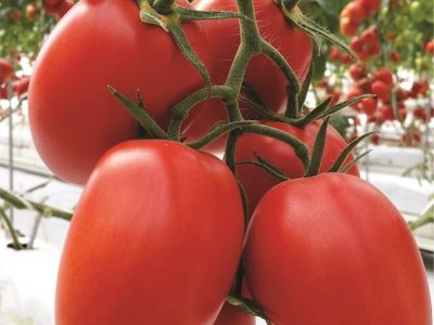Tomate Pietro é um saladete com frutos uniformes- Fotos Isla