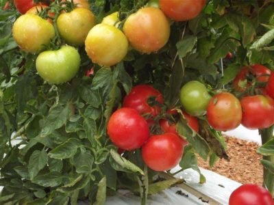 Tomate - Foto: Agroflex