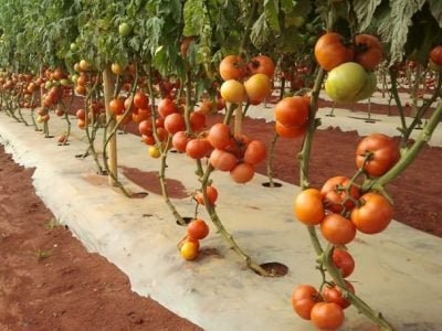 Tomate dominador - Fotos Divulgação Agristar do Brasil