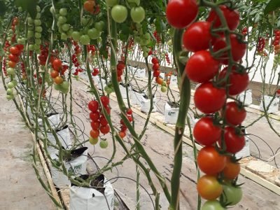 Tomate-em-slab-17-Crédito-Taciana-Guimaro