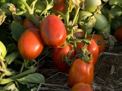 Tomate indústria  - Crédito Goiás Verde Alimentos