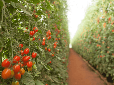 Tomate tipo Grape 2_