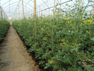 Tomates-especiais-05-Crédito-Grupo-Trebeschi-06-2019-1