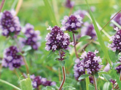 Tomilho -Créditos: shurtterstock