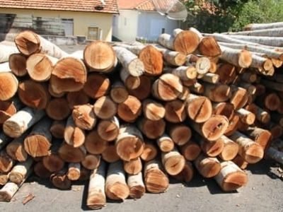 Toras de Mogno Africano - Crédito Tropical Flora