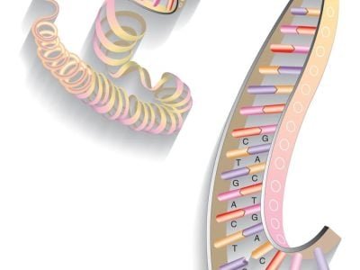 Transgênicos - DNA 01 - Crédito CIB