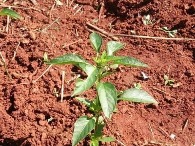 Tratamento padrão -Lavoura com 45 dias após plantio. A foto Ã  esquerda é o tratamento padrão e Ã  direita tratamento Green Has Brasil. Nesta análise preliminar avaliamos que as plantas tratadas com Green Has estão mais vigorosas e com maior desenvolvimento vegetativo.