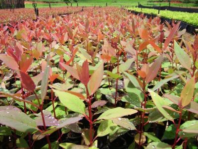 Tratamento das mudas com fitorreguladores de enraizamento - Crédito Bruna Souto