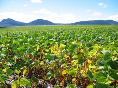 Trichoderma + fósforo solução para o fusarium do feijoeiro- Crédito Murillo Lobo Junior