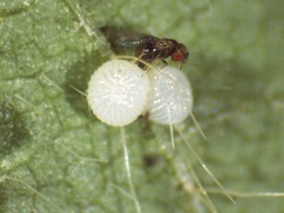 Trichogramma pretiosum