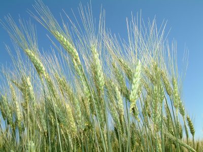 Trigo-01-Crédito-Ana-Maria-Diniz