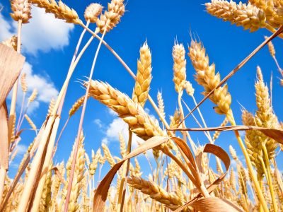 Trigo - Crédito Shutterstock