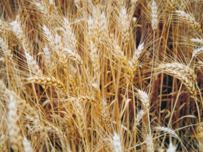 Crédito Grupo Leópolis