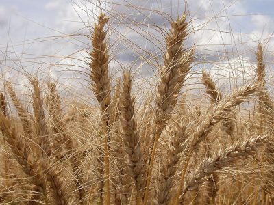 Trigo - Fotos: Embrapa Trigo