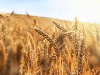 Trigo - Foto: Divulgação