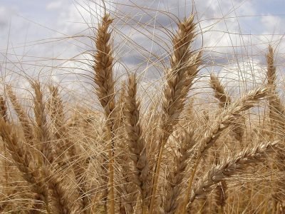 Trigo - Fotos: Embrapa Trigo