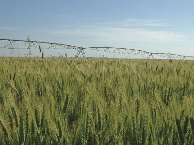 Trigo - Crédito: Grupo Leópolis