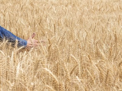 Giro Técnico percorreu mais de 2,5 mil km para mostrar demandas e novidades para as fazendas tritícolas do Brasil. Créditos: Divulgação Biotrigo/Ricardo Maia