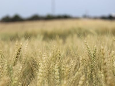 Trigo - Créditos: Divulgação Biotrigo/Lucas Santos