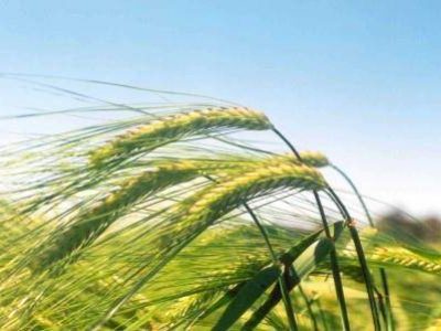 Trigo 11 - Crédito Embrapa Trigo (07-2020)