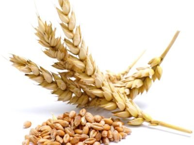 Fungos podem reduzir dependência de fertilizantes?