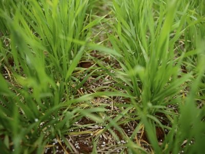 Trigo - Créditos: Diogo Zanatta