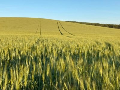 Trigo - Foto: Ronnie Pereira