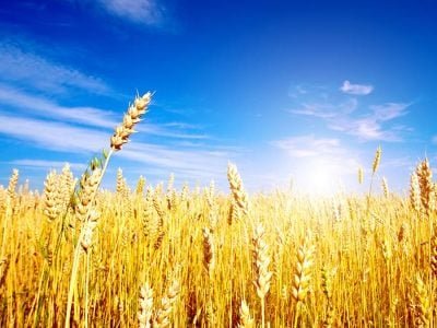 Trigo - Crédito: Shutterstock