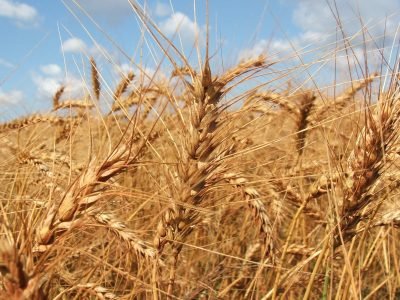 Trigo: Área no Brasil Central deverá atingir novo recorde