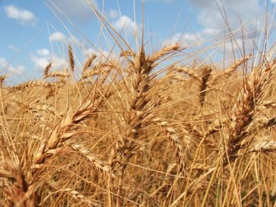 Limites da micotoxina no trigo estão mais rígidos