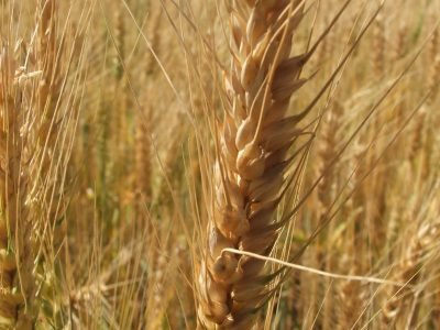 Teste cria culturas resistentes de forma rápida e econômica