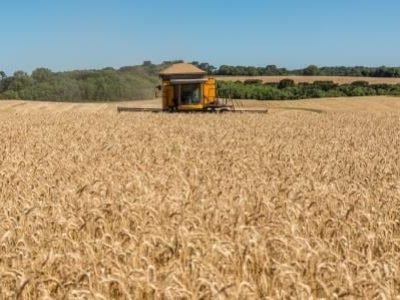 Trigo-Crédito-Divulgação-Biotrigo