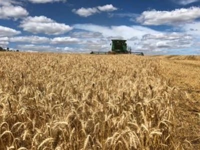 Trigo-Crédito-Paulo-Pires-Divulgação