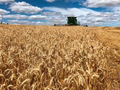 Trigo - Foto: Divulgação