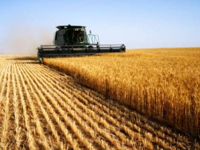 combine  harvesting