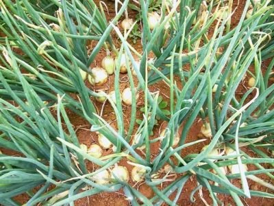 Tripes é praga muito agressiva - Créditos Sidnei Peres