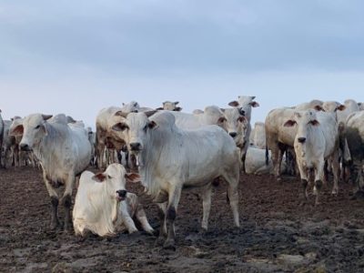 Trouw-Nutrition-Qual-a-melhor-estrategia-em-periodo-de-estiagem-na-regiao-Norte-semiconfinamento-confinamento-convencional-ou-terminacao-intensiva-a-pasto-Foto-Divulgacao-Telefone