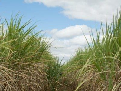 UPL-E-hora-de-avaliar-o-replantio-do-canavial-Credito-CNA