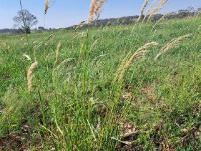 UPL-Plantas-daninhas-Herbicida-Kennox-Credito-Divulgacao (Telefone)