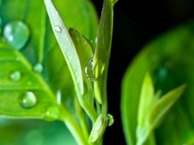 Uso sustentável de agroquímicos - Crédito Shutterstock