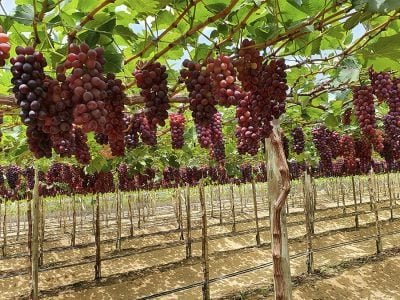 Uvas - Credito: André Cau